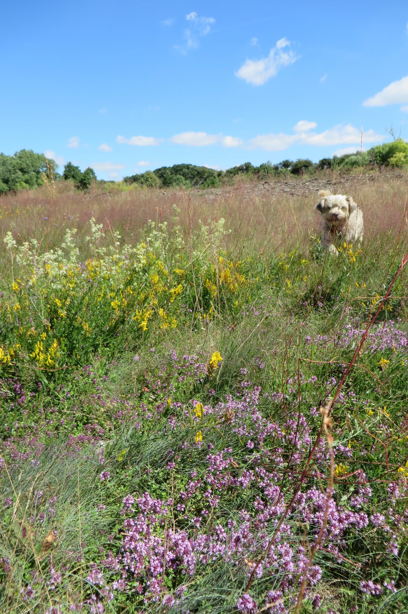 Im Naturschutzgebiet Mittleres Innerstetal