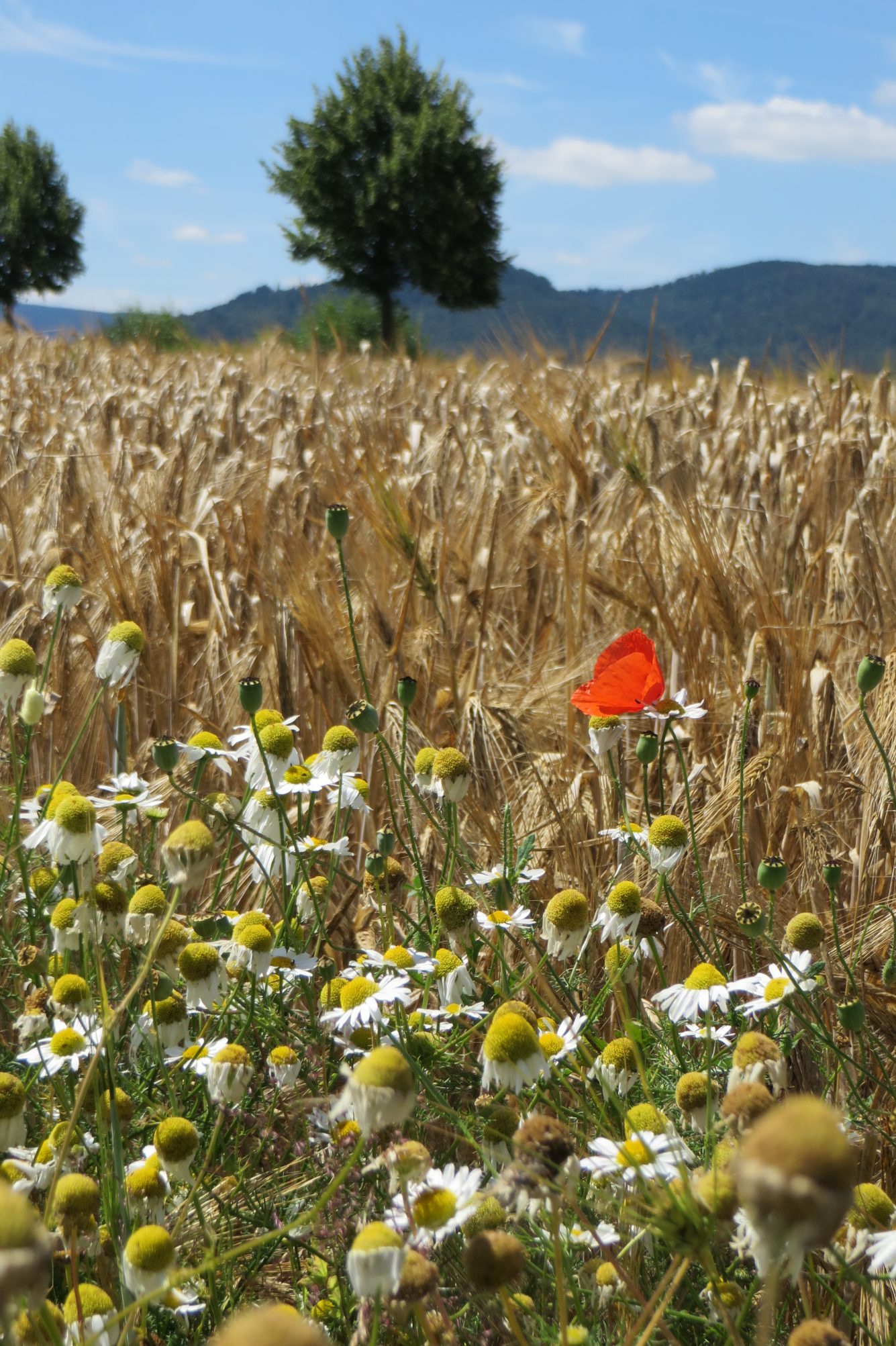 Sommer
