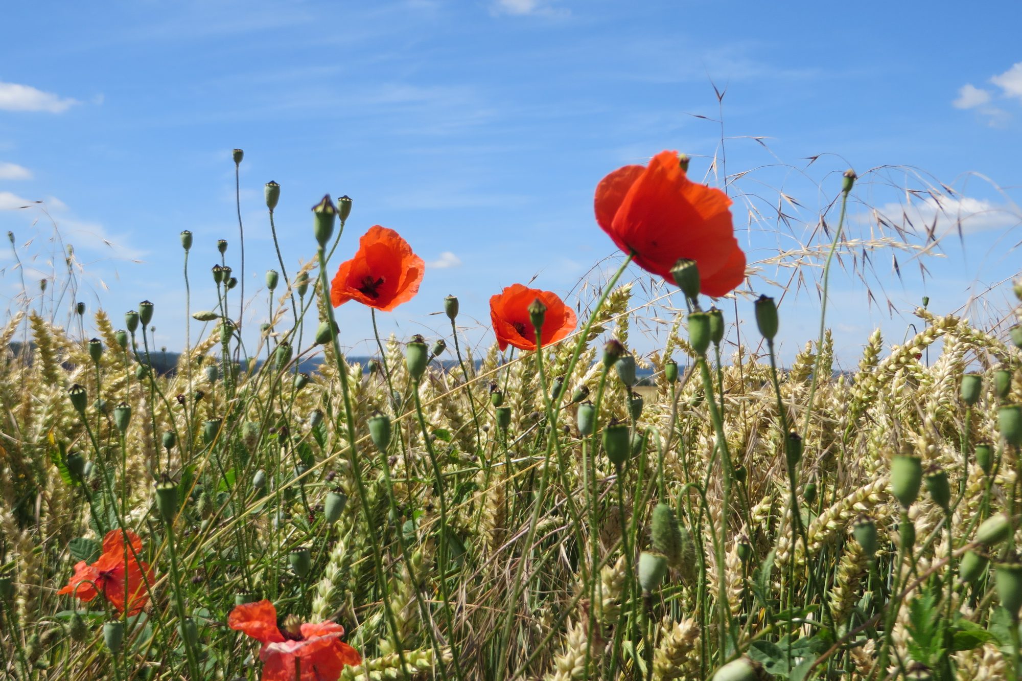 Sommer 3