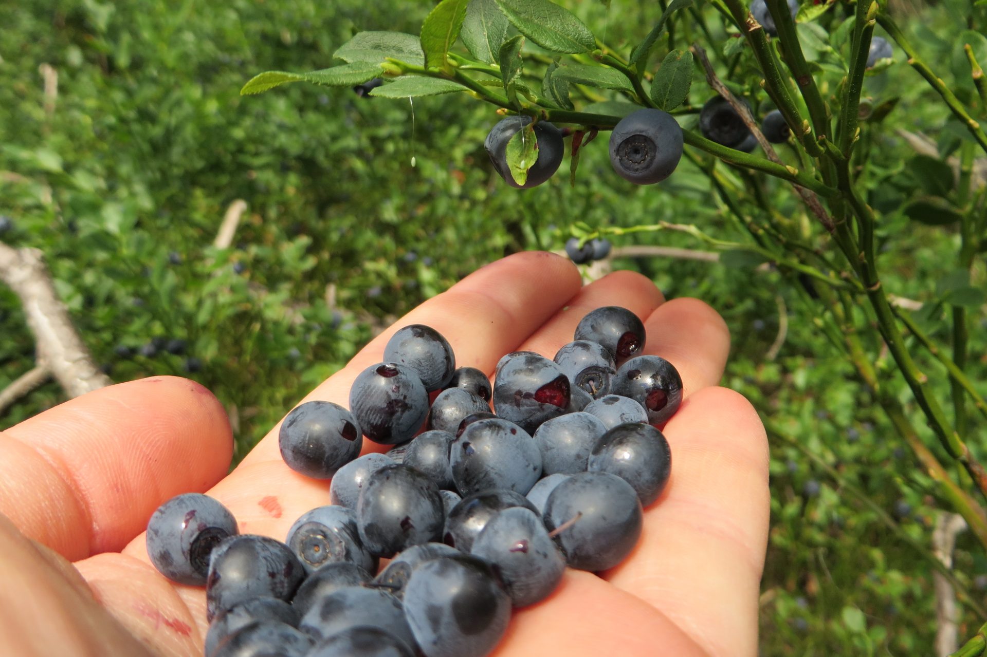 Mundraub Heidelbeeren