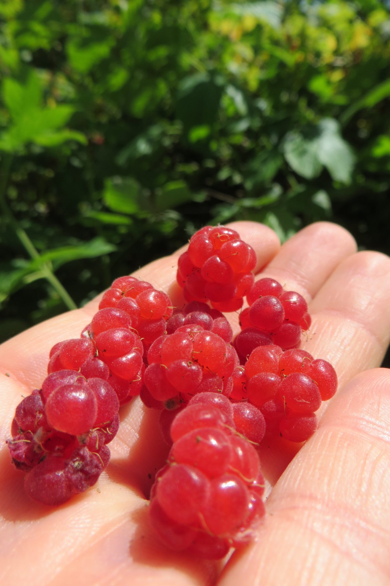 Mundraub Himbeeren