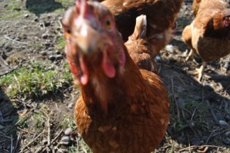 Kulinarisch durch den Elm