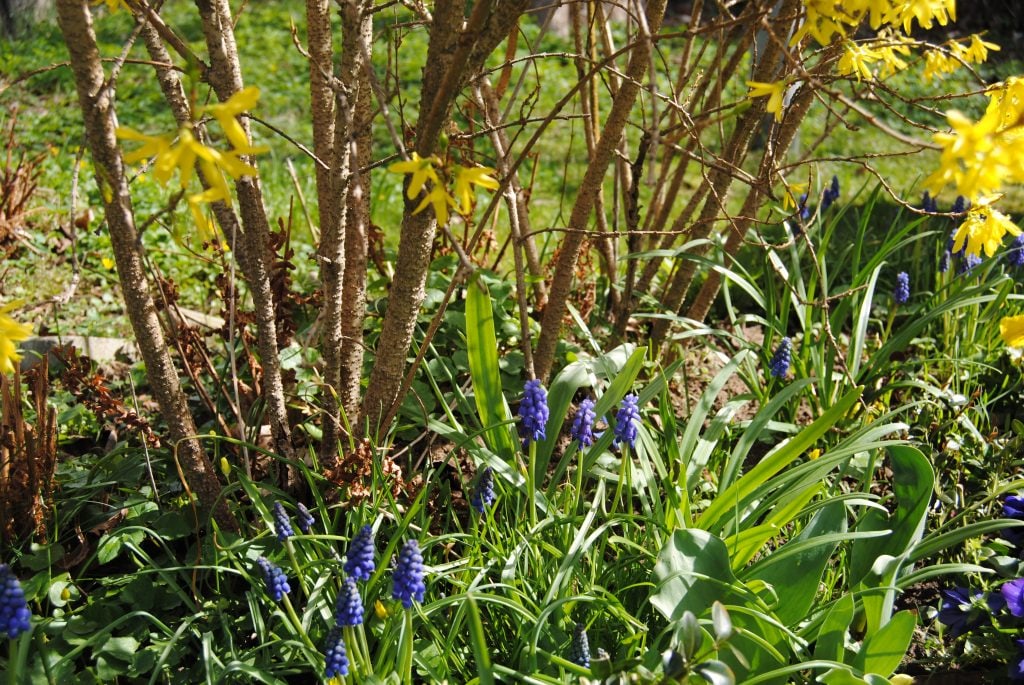 Frühlingserwachen im Schlossgarten!