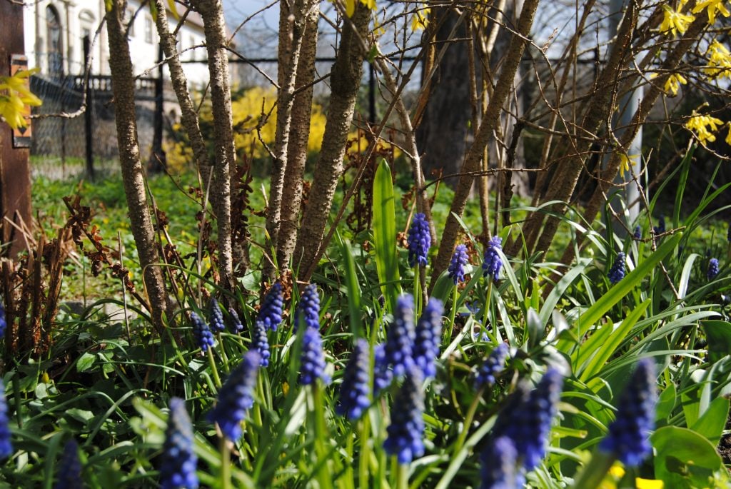 Frühlingserwachen im Schlossgarten!