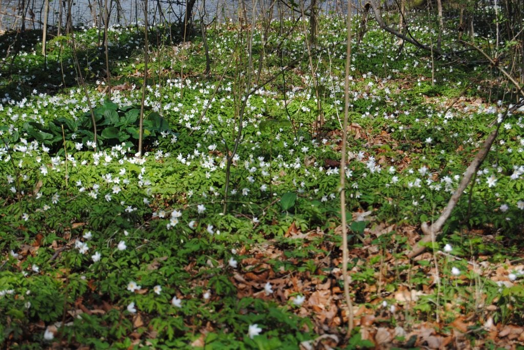 Frühlingserwachen im Schlossgarten!