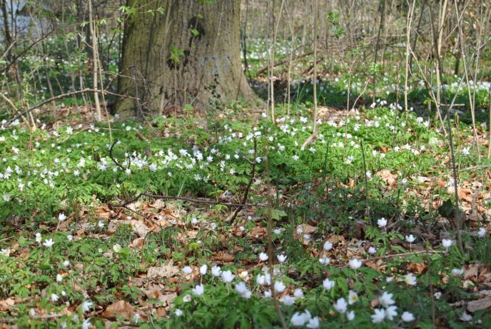 Frühlingserwachen im Schlossgarten!