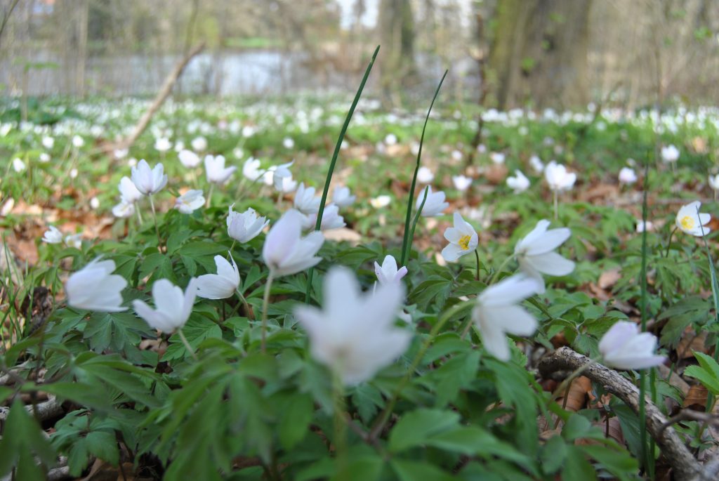 Frühlingserwachen im Schlossgarten!