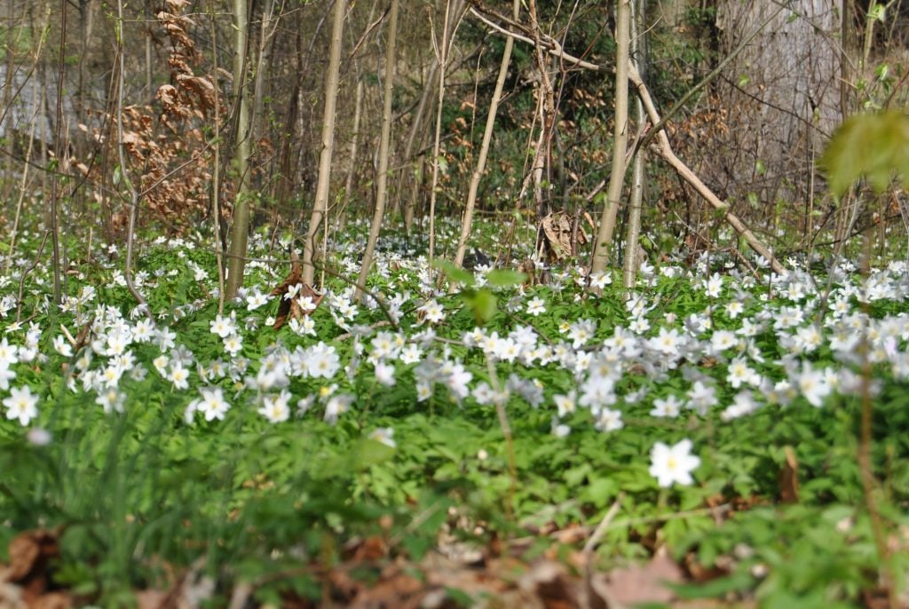 Frühlingserwachen im Schlossgarten!