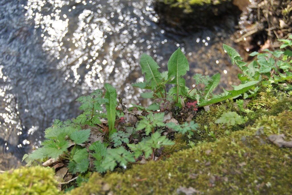 Frühlingserwachen im Schlossgarten!