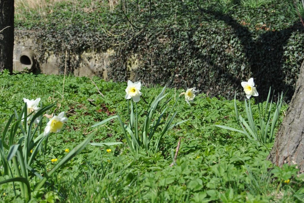 Frühlingserwachen im Schlossgarten!