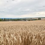 Teil 3: Auf Landpartie im Nördlichen Harzvorland