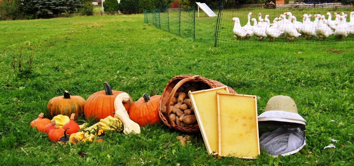 Gänsejagd und Bienenzucht im Nördlichen Harzvorland - Regionale Produkte aus Barnstorf