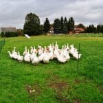 Gänsejagd und Bienenzucht im Nördlichen Harzvorland - Regionale Produkte aus Barnstorf