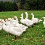 Gänsejagd und Bienenzucht im Nördlichen Harzvorland - Regionale Produkte aus Barnstorf