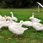 Gänsejagd und Bienenzucht im Nördlichen Harzvorland - Regionale Produkte aus Barnstorf
