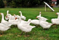 Gänsejagd und Bienenzucht im Nördlichen Harzvorland - Regionale Produkte aus Barnstorf