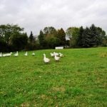 Gänsejagd und Bienenzucht im Nördlichen Harzvorland - Regionale Produkte aus Barnstorf