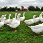Gänsejagd und Bienenzucht im Nördlichen Harzvorland - Regionale Produkte aus Barnstorf