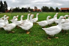 Gänsejagd und Bienenzucht im Nördlichen Harzvorland - Regionale Produkte aus Barnstorf