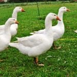 Gänsejagd und Bienenzucht im Nördlichen Harzvorland - Regionale Produkte aus Barnstorf