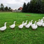 Gänsejagd und Bienenzucht im Nördlichen Harzvorland - Regionale Produkte aus Barnstorf
