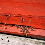 Gänsejagd und Bienenzucht im Nördlichen Harzvorland - Regionale Produkte aus Barnstorf