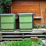Gänsejagd und Bienenzucht im Nördlichen Harzvorland - Regionale Produkte aus Barnstorf
