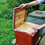 Gänsejagd und Bienenzucht im Nördlichen Harzvorland - Regionale Produkte aus Barnstorf