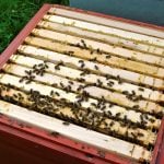Gänsejagd und Bienenzucht im Nördlichen Harzvorland - Regionale Produkte aus Barnstorf