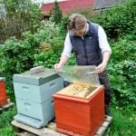 Gänsejagd und Bienenzucht im Nördlichen Harzvorland - Regionale Produkte aus Barnstorf