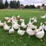 Gänsejagd und Bienenzucht im Nördlichen Harzvorland - Regionale Produkte aus Barnstorf