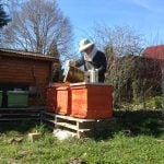 Gänsejagd und Bienenzucht im Nördlichen Harzvorland - Regionale Produkte aus Barnstorf