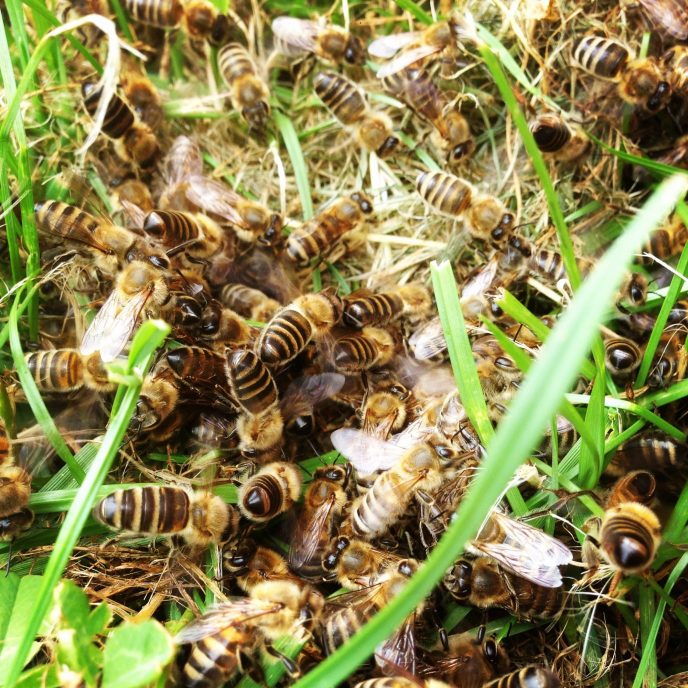 Gänsejagd und Bienenzucht im Nördlichen Harzvorland - Regionale Produkte aus Barnstorf