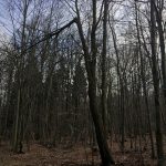 Zum Steinkistengrab und auf den höchsten Gipfel des Elms