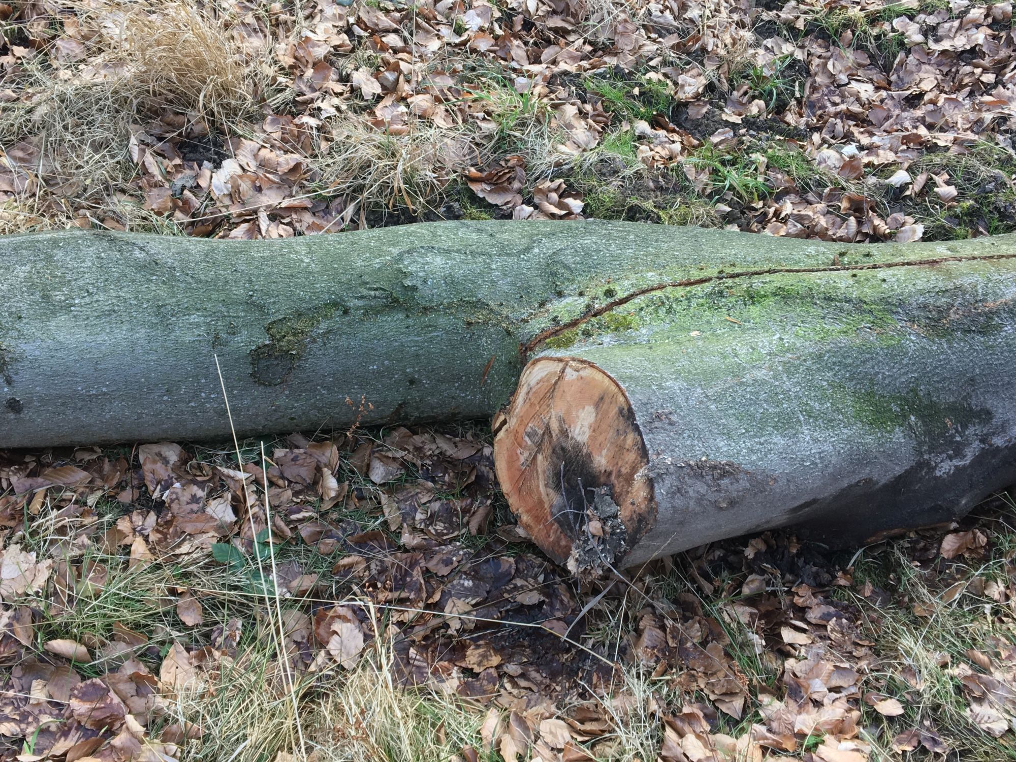 Noerdliches_Harzvorland_Reitlingstal_Elm_Baumstamm_Nutzholz_1