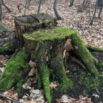 Zum Steinkistengrab und auf den höchsten Gipfel des Elms