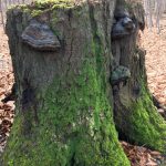 Zum Steinkistengrab und auf den höchsten Gipfel des Elms