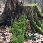 Zum Steinkistengrab und auf den höchsten Gipfel des Elms