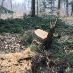 Zum Steinkistengrab und auf den höchsten Gipfel des Elms