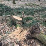 Zum Steinkistengrab und auf den höchsten Gipfel des Elms