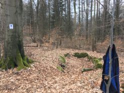 Zum Steinkistengrab und auf den höchsten Gipfel des Elms