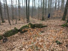 Noerdliches_Harzvorland_Reitlingstal_Elm_Eilumer_Horn_Steinkammergrab_5 Zum Steinkistengrab und auf den höchsten Gipfel des Elms