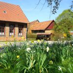 Osterglocken-Pracht in Bodenstein / Beate Ziehres