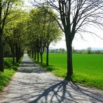 Es grünt so grün: Allee bei Lutter am Barenberge / Beate Ziehres