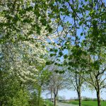 Lutter am Barenberge in Frühlingslaune / Beate Ziehres