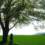 Am Schlachtfeld bei Lutter. Unter dem Baum steht das Denkmal, das an General Fuchs erinnert. / Beate Ziehres