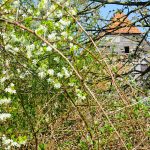 Hinter Hecken verborgen: der Palas der Burg Lutter / Beate Ziehres