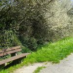 Dichte Hecken hinter der Burg Lutter / Beate Ziehres
