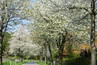 Mit dem Fahrrad durch Lutter am Barenberge Kirschblüten-Traum bei Lutter am Barenberge / Beate Ziehres