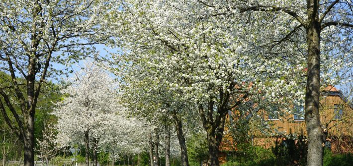 Kirschblüten-Traum bei Lutter am Barenberge / Beate Ziehres